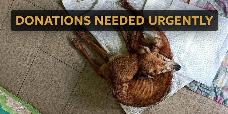 Donate NOW to help newly-rescued Dogs from Lim Chu Kang