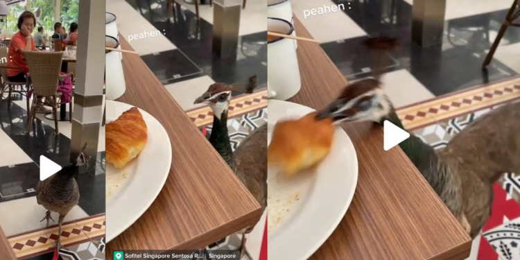Peahen casually strolls up and steals girl’s croissant during staycation at Sofitel Sentosa