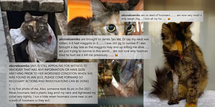 Aiko’s caregivers seek justice for abused cat with maggot-infested neck that was allegedly abandoned