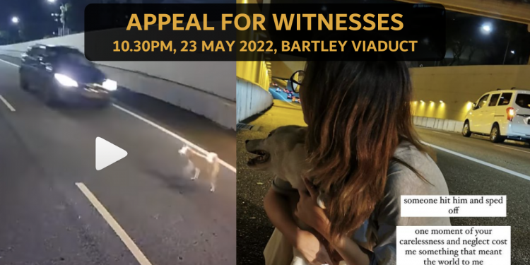 Luca’s owner appeals for witnesses to hit and run at Bartley Viaduct on 23 May 2022 at 10.30pm