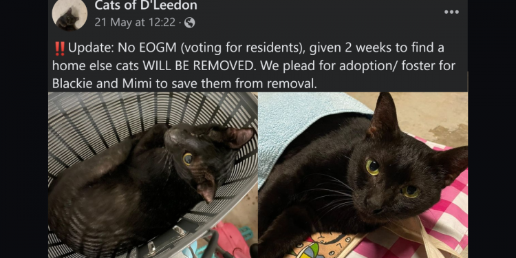 D’Leedon Condo issues notice to remove 2 cats, Mimi & one-eyed son, without holding EOGM