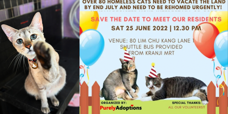 “Eviction” Adoption Drive to be held for 80+ cats that need urgent rehoming due to land reclamation