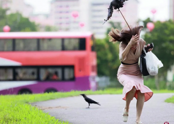 after-crows-attack-on-people-in-bishan-goes-viral,-nparks-traps-birds-and-remove-nests