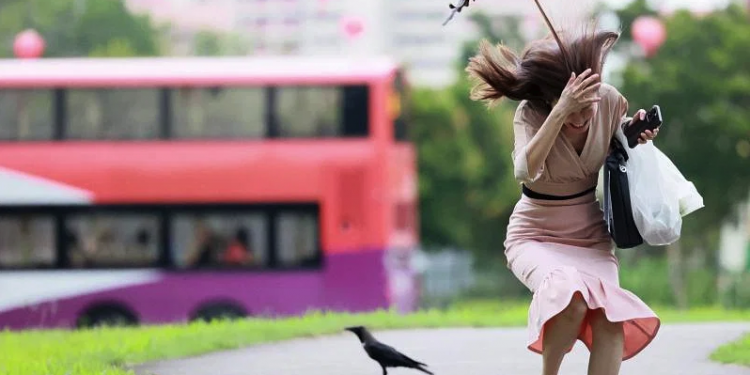 after-crows-attack-on-people-in-bishan-goes-viral,-nparks-traps-birds-and-remove-nests