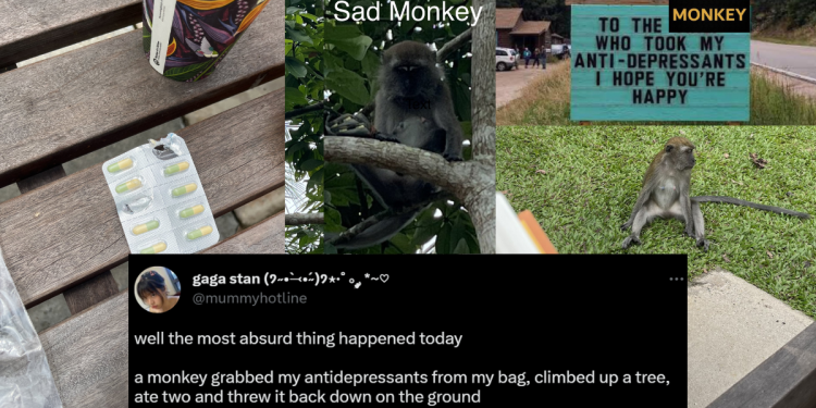 Prozac Monkey: Monkey in Singapore’s Botanic Gardens grabs student’s anti-depressants, eats two, then throws it back