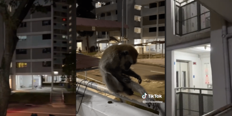 Monkey Business In Ang Mo Kio Estate, Caught Lepaking On HDB Corridor Railing