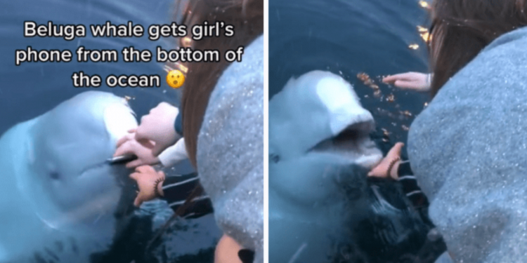Beluga Whales retrieves and returns mobile phone to its owner after it dropped in the water