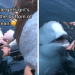 Beluga Whales retrieves and returns mobile phone to its owner after it dropped in the water